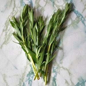 Artemisia Dracunculus (erbe spontanee) - Erbario Civran