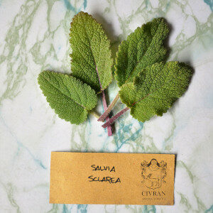 Salvia Sclarea (erbe spontanee) - Erbario Civran